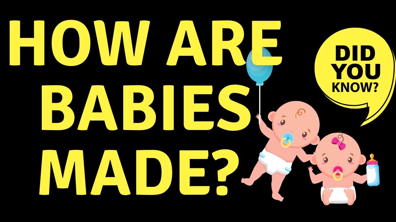 How Babies Are Made How to Answer